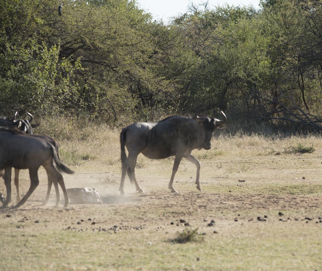 Phumelo Lodge Bela-Bela Dış mekan fotoğraf