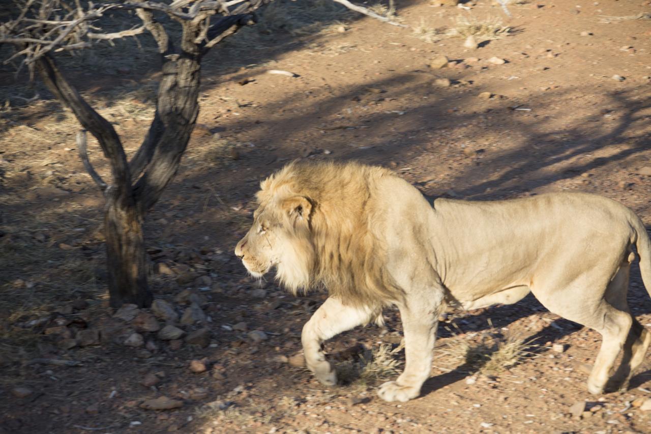 Phumelo Lodge Bela-Bela Dış mekan fotoğraf