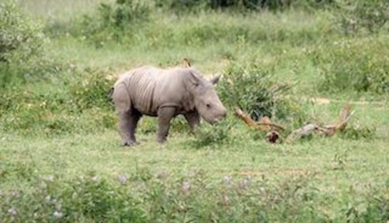 Phumelo Lodge Bela-Bela Dış mekan fotoğraf